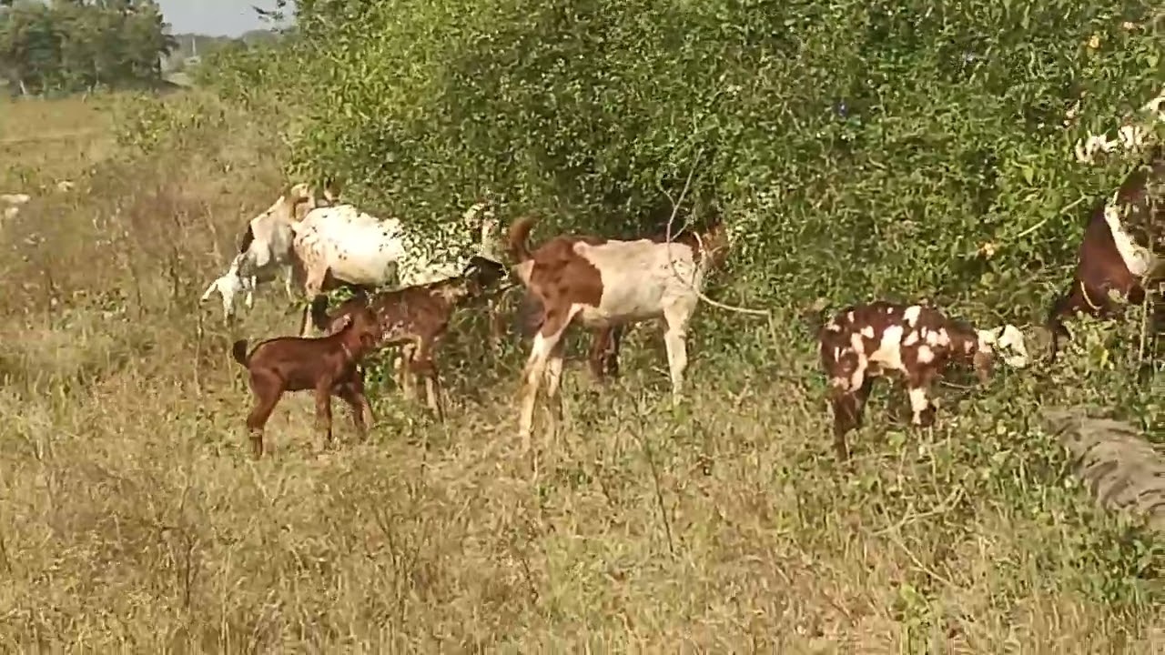 మేకలు అమ్మబడును 9160839107