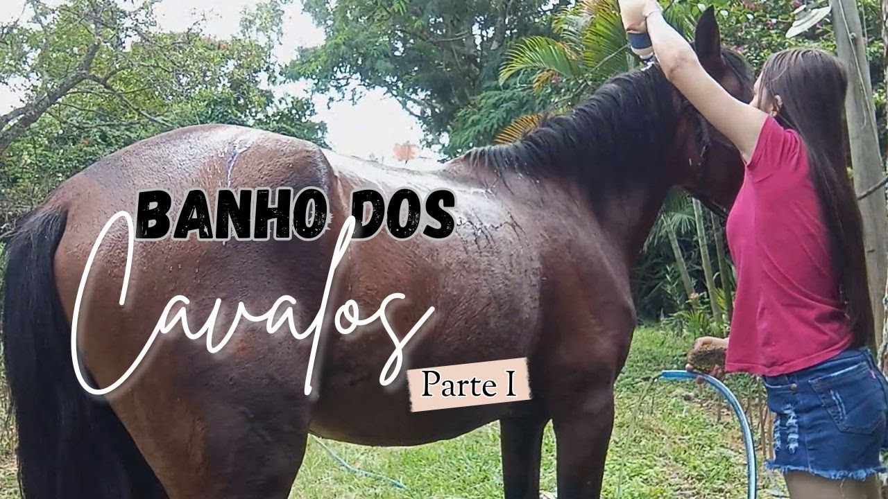 Banho dos Cavalos| parte 1🐎🫧