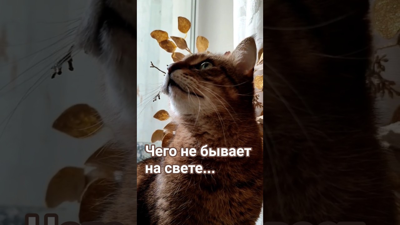 Толерантность #cat #видосыоткота #прикольныекоты #юмор ,#сарказм