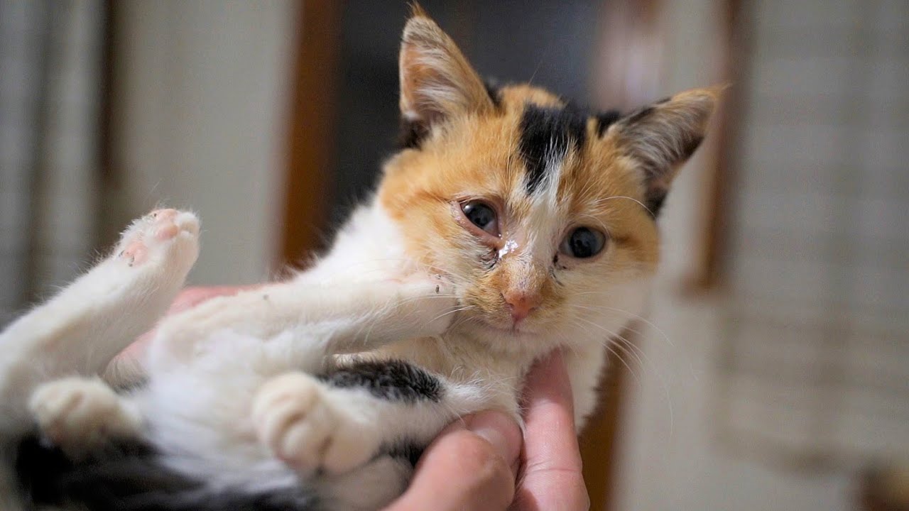 Kitten Amelia Is Sick