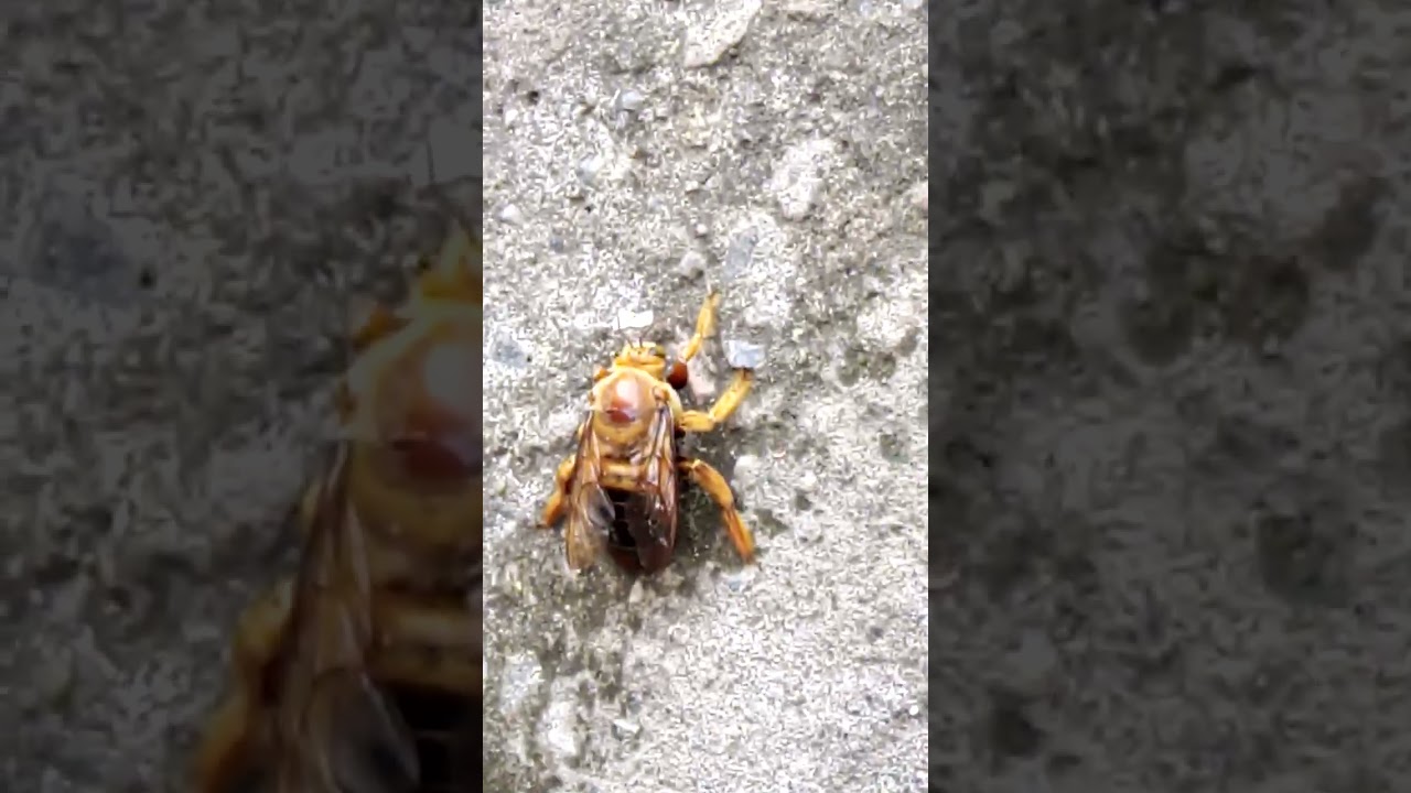 ABELHA CARPINTEIRA 🐝