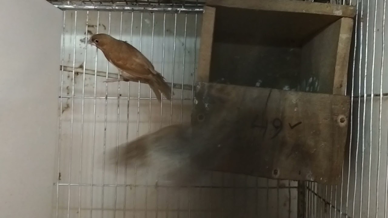 european bengoli / society finch  & parl bengoli / society finch