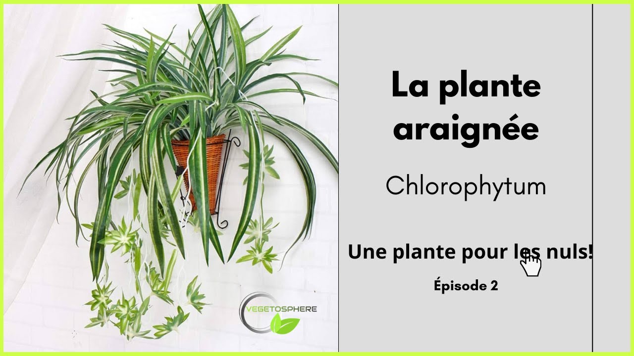 La plante araign&eacute;e, le Chlorophytum #vegetosphere #plantearaign&eacute;e #chlorophytum