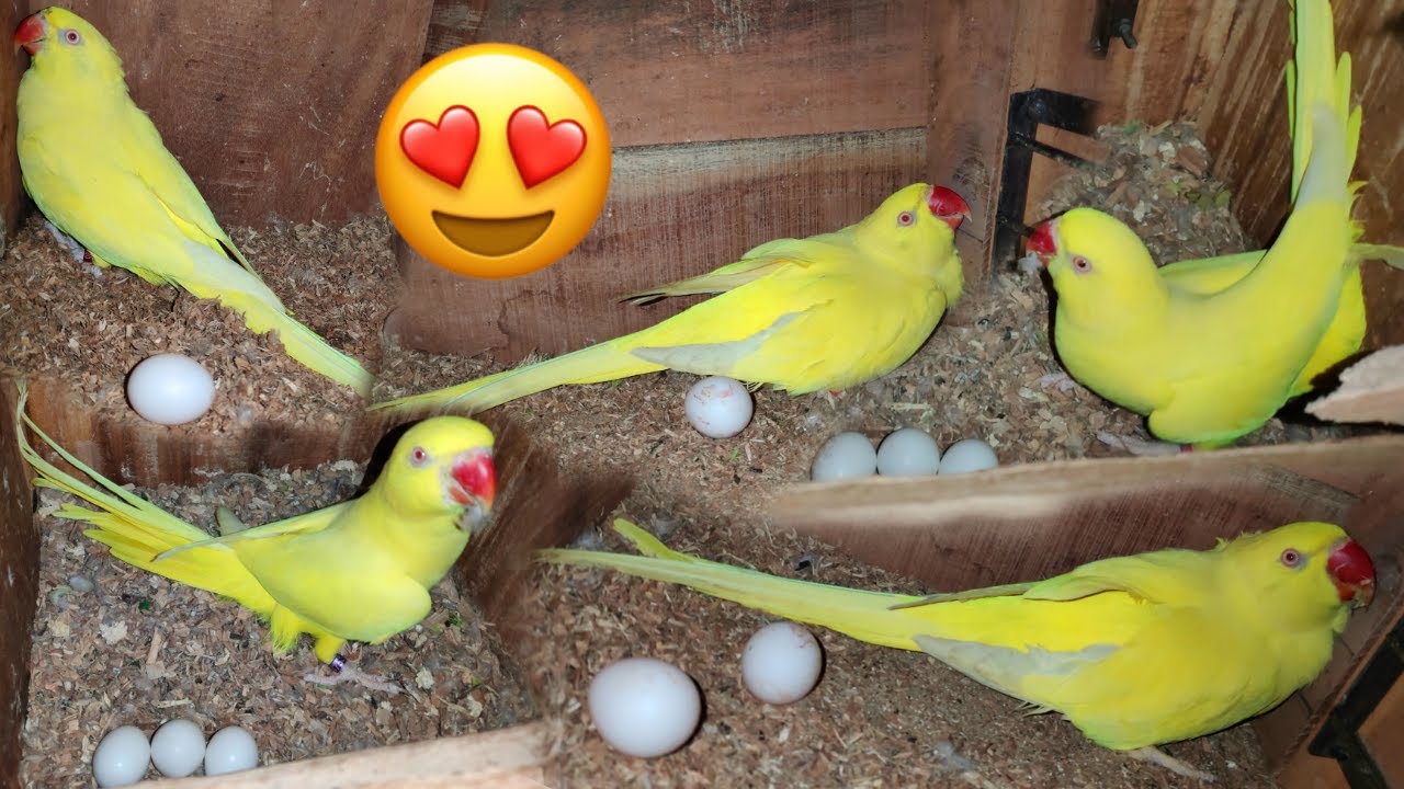 Yellow ringneck breeding progress ande hi ande 😍 #petsvlog #animal #birds #parrot #ringneckparrot