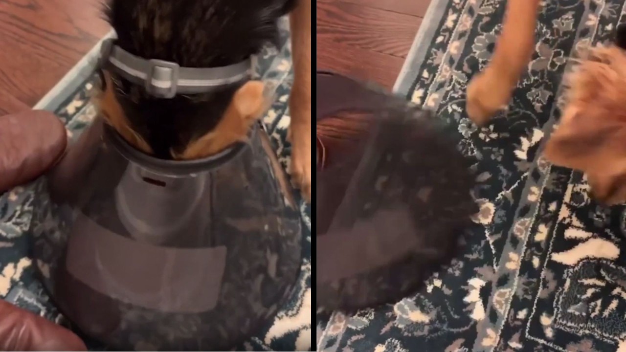 Dogs Are Smart, Just Pretending To Be Dumb 😂🐶