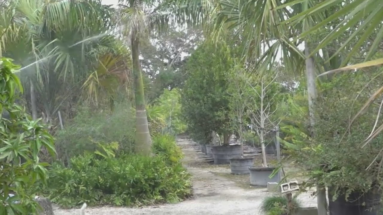 South Florida farmers work to protect crops as record-cold temperatures move in