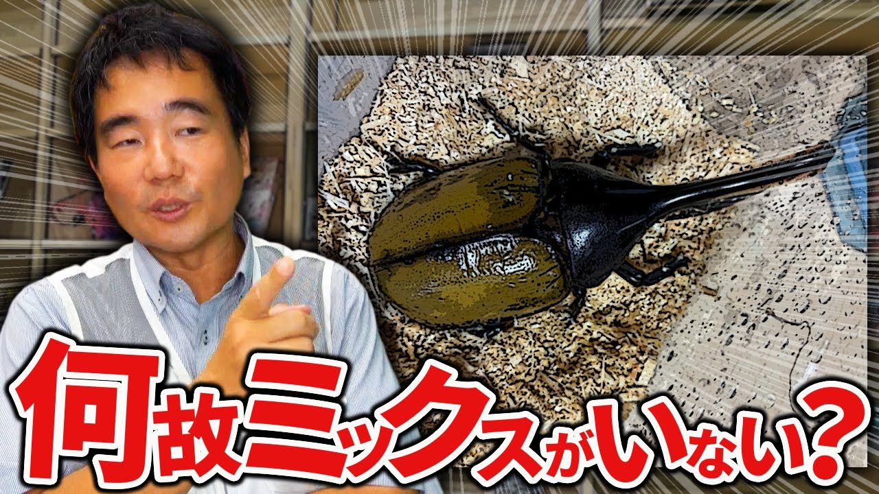 何故、カブクワには血統はあるのに、ミックスはいないのか？