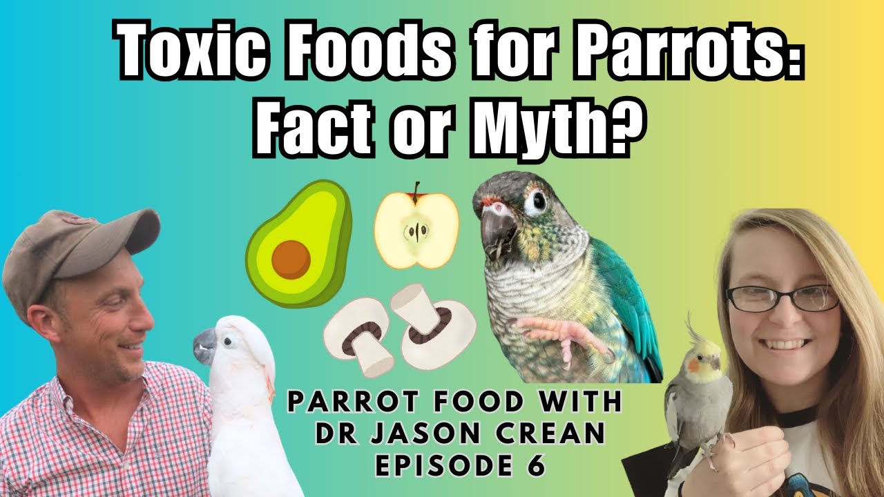 Toxic Foods for Parrots - Fact or Myth? | Parrot Food With Dr Jason Crean Episode 6 | BirdNerdSophie