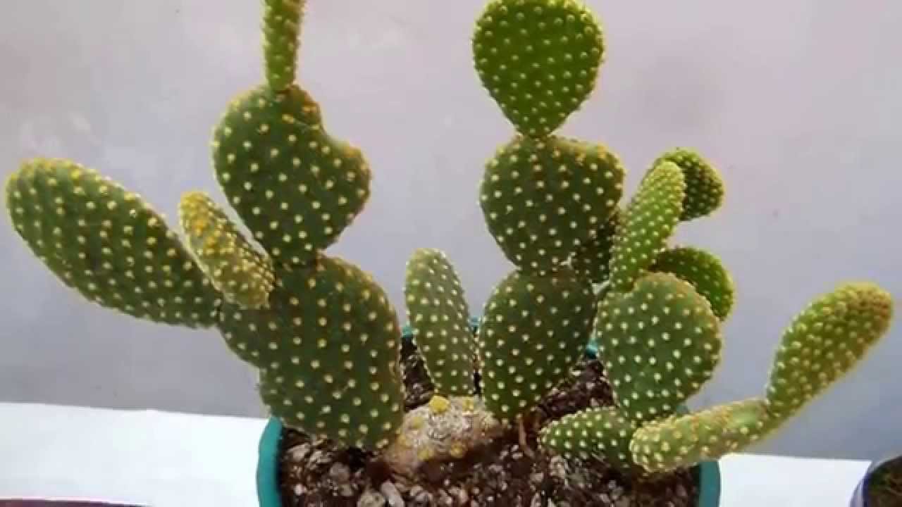Género Opuntias   cactus   1