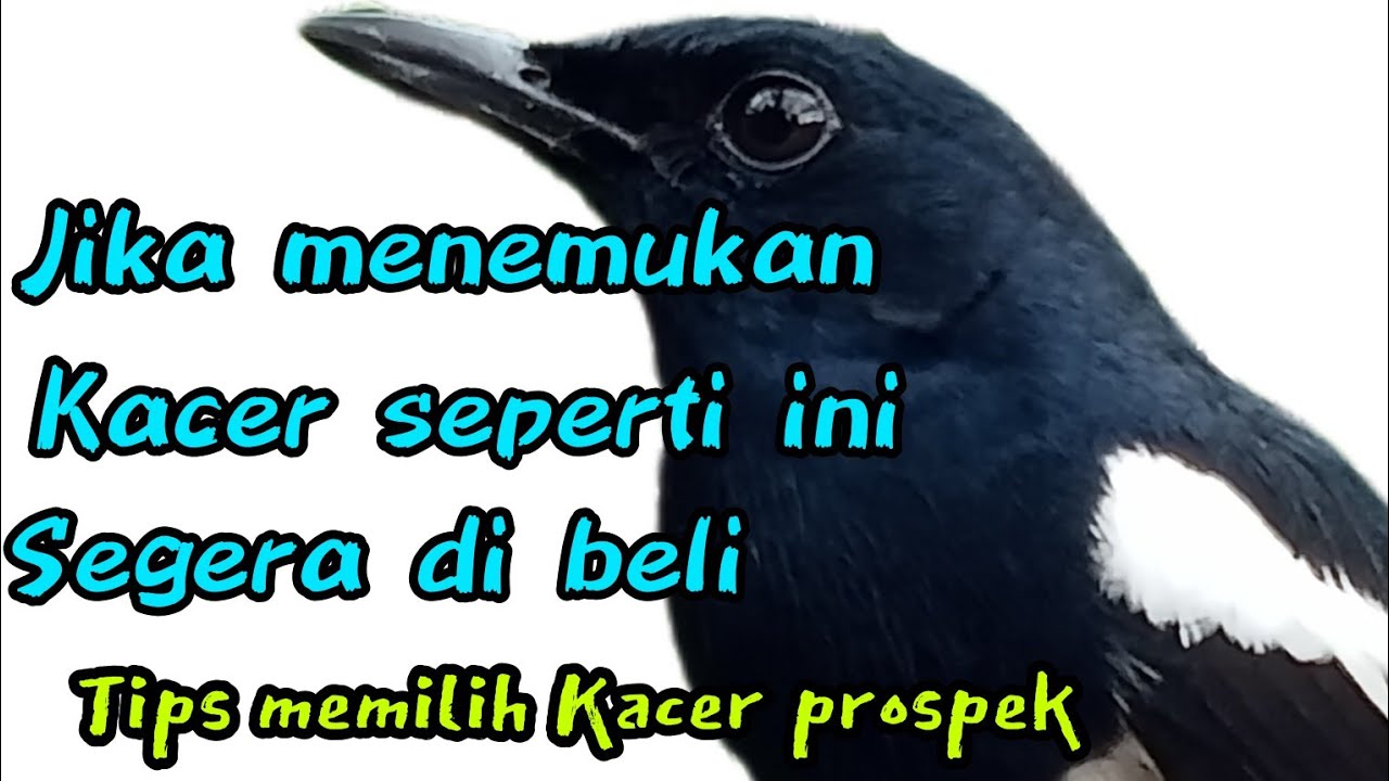 cara memilih Kacer muda hutan yang bagus