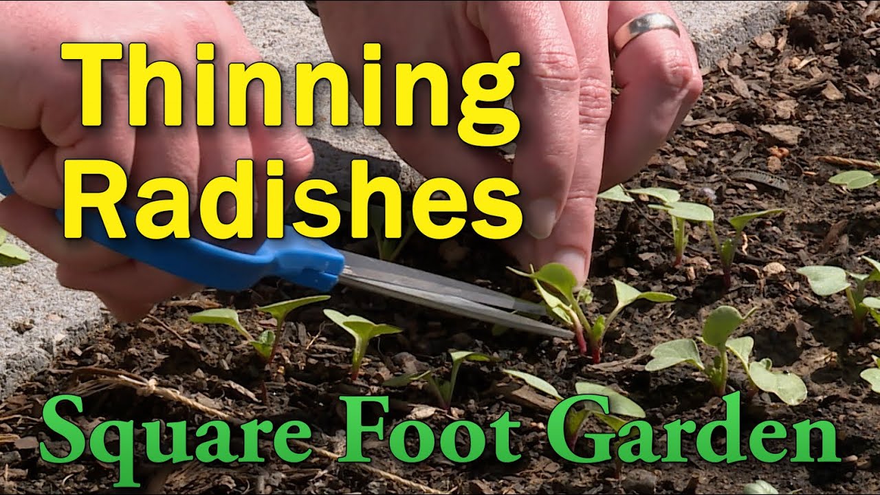 Thinning Radish in the Square Foot Garden