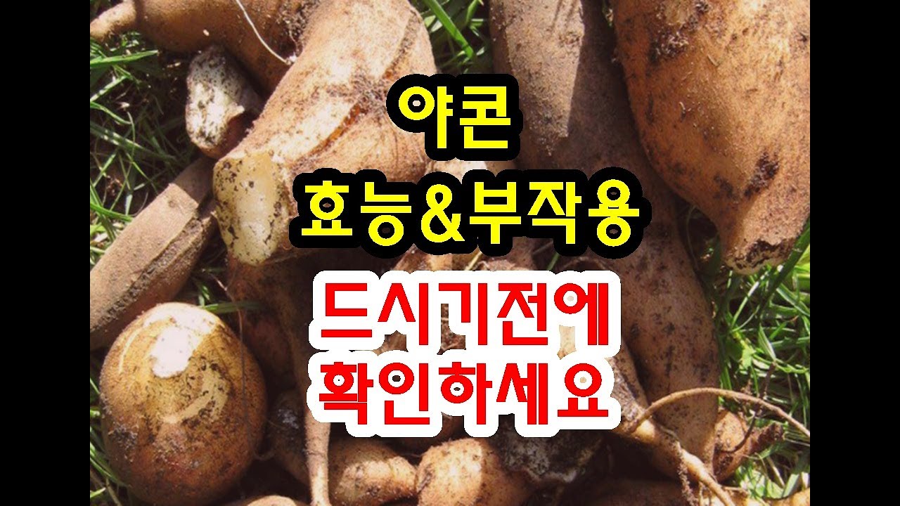 야콘 효능과 부작용 드시기전에 확인하세요~
