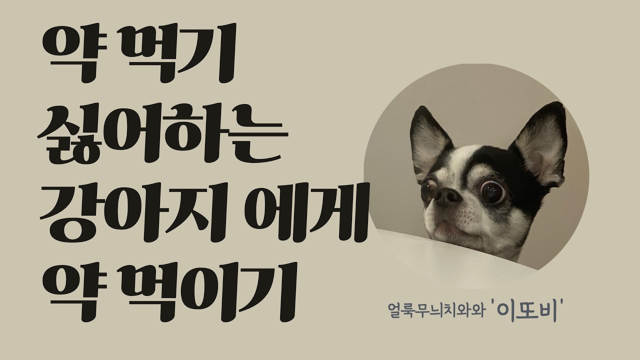 약먹기 싫어하는 강아지에게 약먹이기