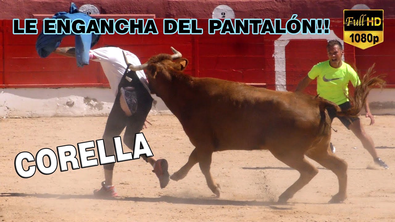 LE ENGANCHA DEL PANTALÓN!! Corella Casta Murchantina (29-8-21)