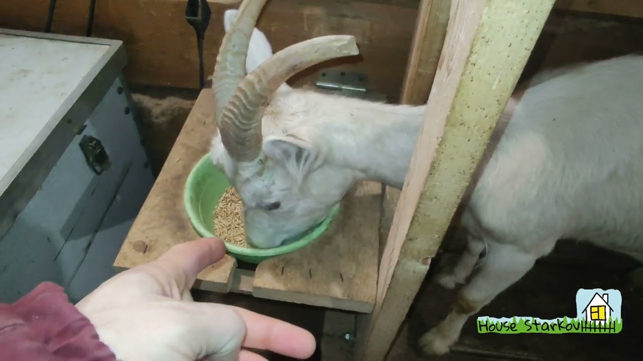 Лечение поноса у козы