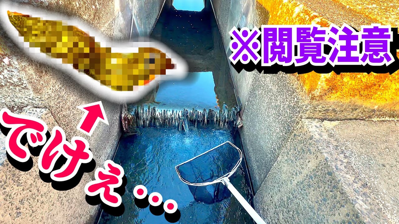 ドブ川のゴミに潜む巨大〇〇を捕まえて飼育したい！