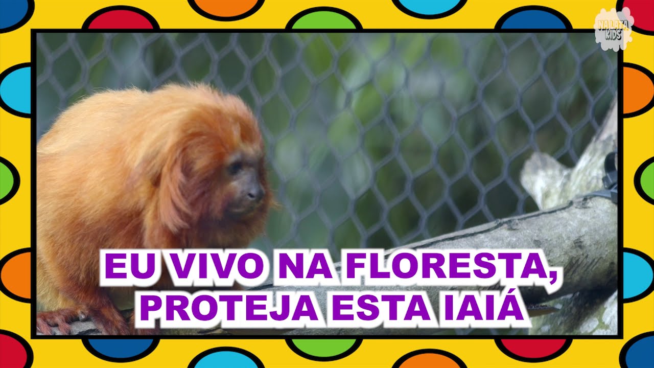 Eu sou o Mico Leão Dourado