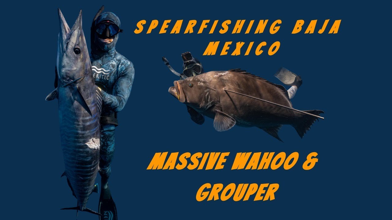 Spearfishing Baja Mexico - Massive Wahoo & Grouper