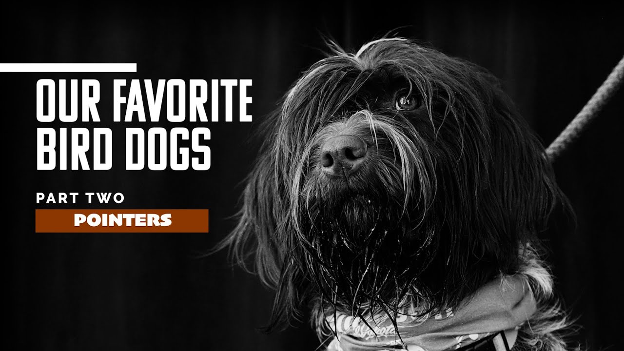 Our Favorite Bird Dogs Pt. 2 — Pointers