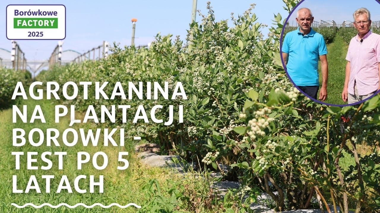 Agrotkanina  na plantacji bor&oacute;wki - test po 5 latach