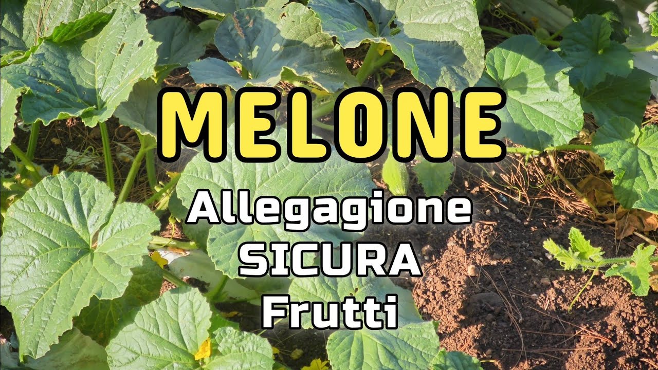 Coltivazione Melone | Come avere una buona Allegagione delle Fioriture e un Ottima Fruttificazione