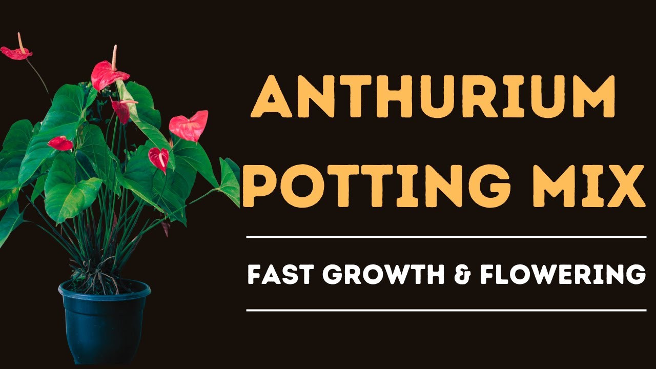 Anthurium Potting Mix | Fast Growth & Flowering | Plant Propagation | Lushy Greens
