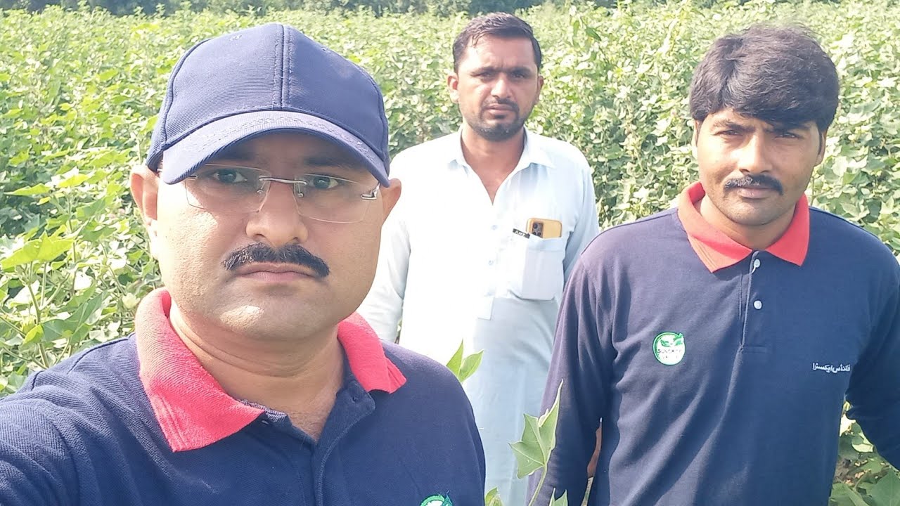کپاس کی نیو ورائیٹی سائٹیو جو کہ مستقبل میں تمام ورائٹیوں سے بہتر ثابت ہوگی | سائیٹو کپاس کا مستقبل 