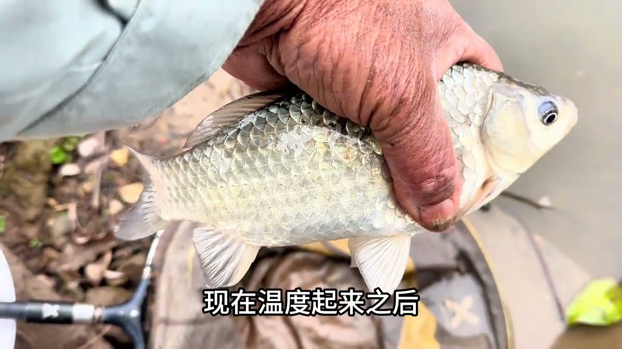 有闸口的地方真藏鱼，钓的都是大板鲫··· #聚鱼多 #老坛维它米 #鱼栖林极轻小综合 #小综合钓起大鱼获 #钓鱼王地狱猫