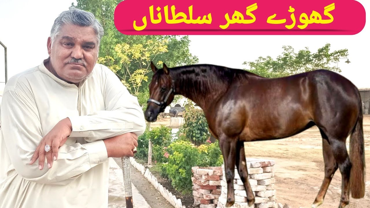 گھوڑے گھر سلطاناں || میاں احمد لالیکا صاحب  || حافظ اظہر جٹ