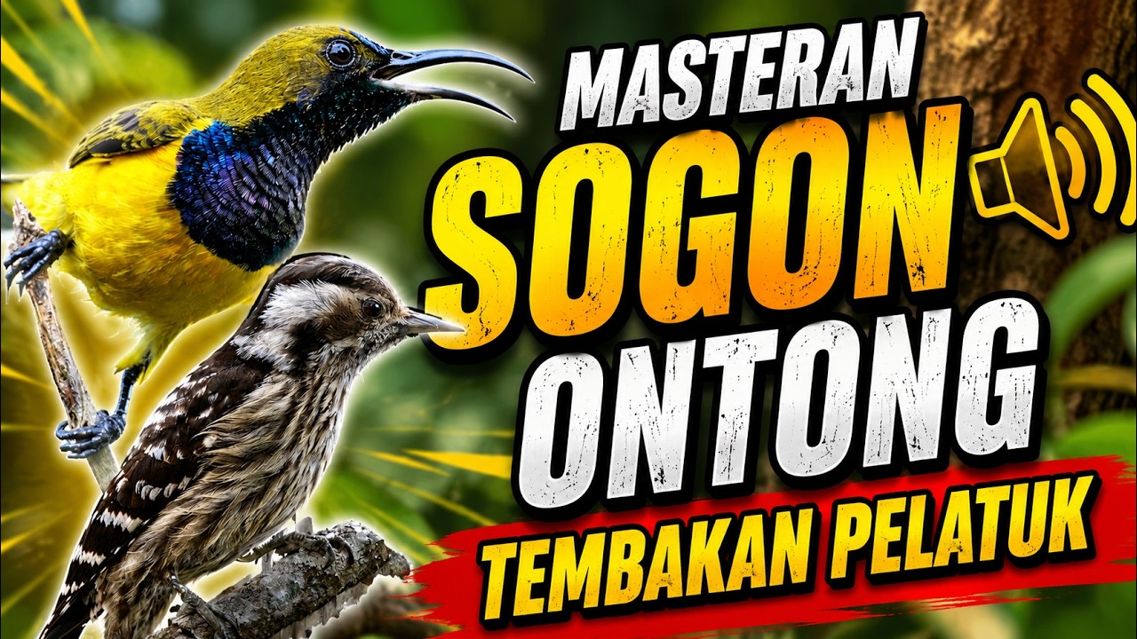 TERBUKTI AMPUH! Masteran Sogon Pelatuk Sampit Khusus Sogok Ontong Lomba #masteransogon #terapisogon