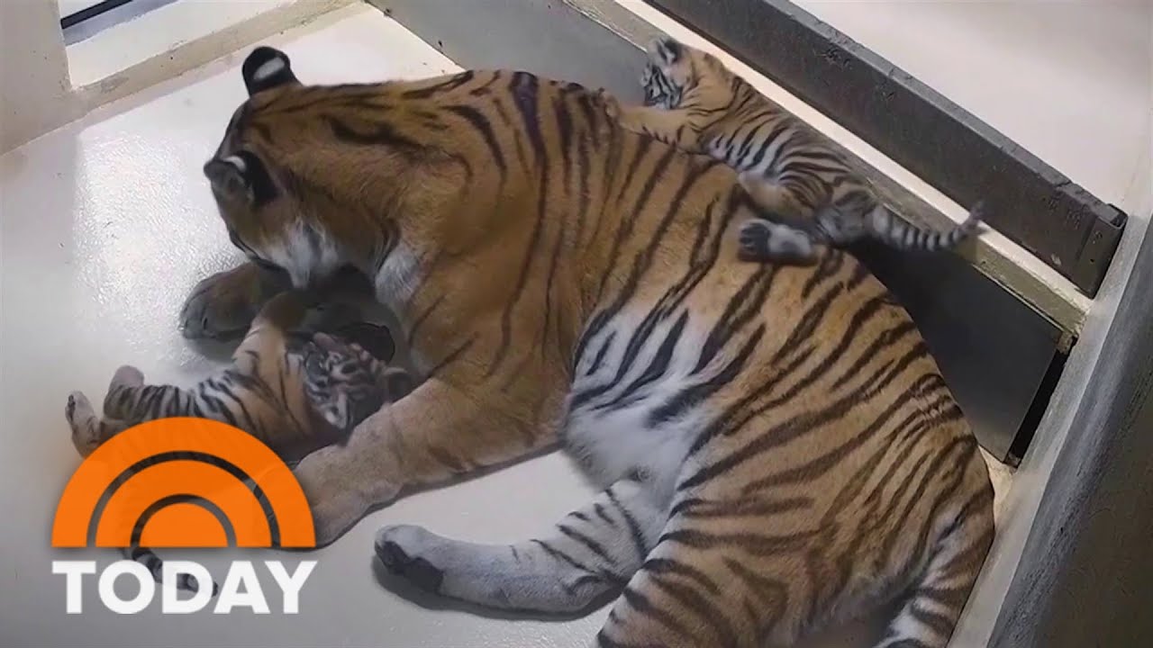 TODAY reveals names of twin tiger cubs at Toledo Zoo