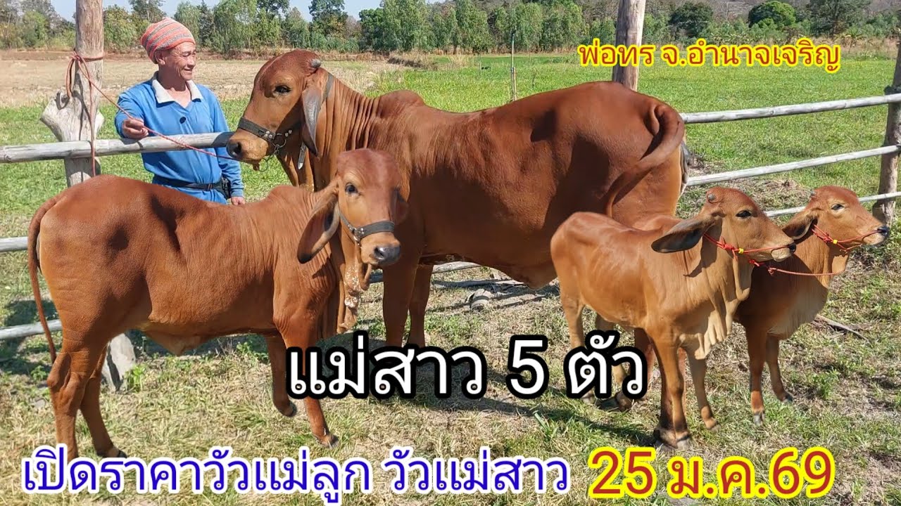 เปิดราคาวัวเเม่ลูก วัวเเม่สาว (25ม.ค.69)พ่อทร บ.ทวีผล จ.อำนาจเจริญ