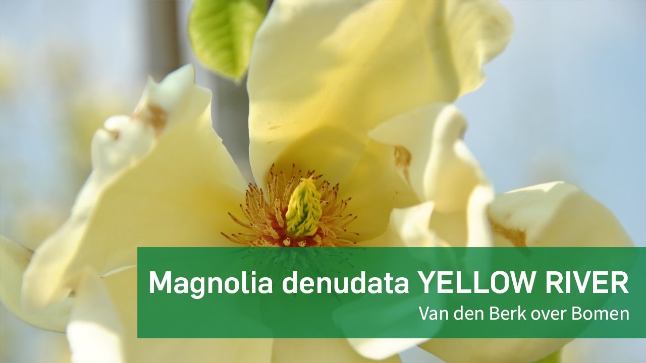 Magnolia denudata YELLOW RIVER - Van den Berk over Bomen