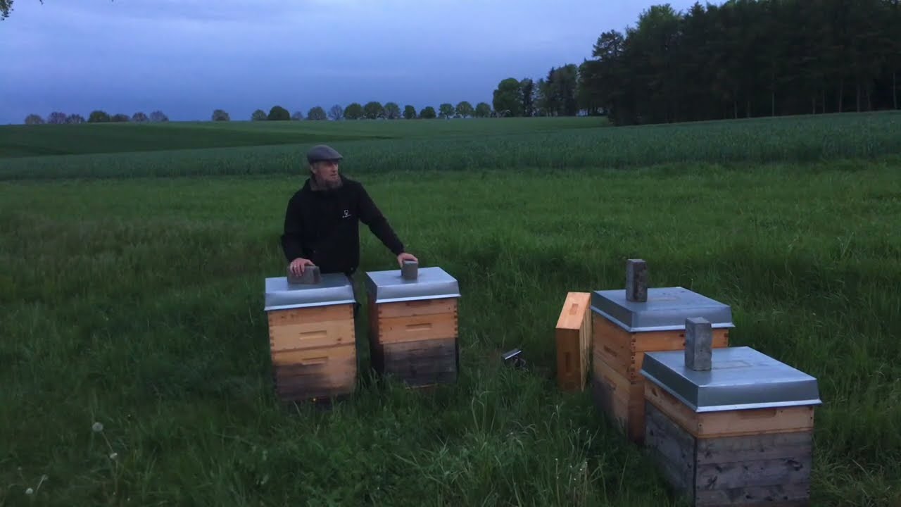 Mai - Abendkontrolle - dritter Honigraum aufgesetzt - Imkern mit Dadant