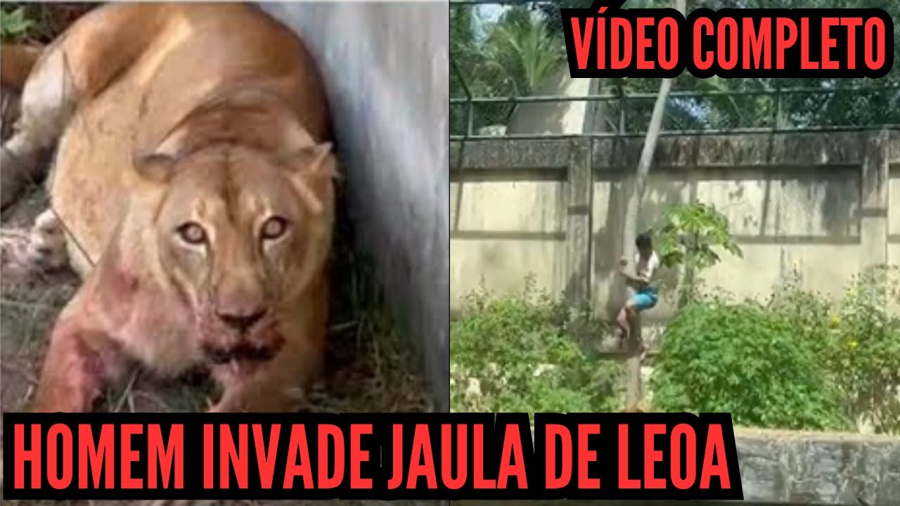 HOMEM INVADE JAULA DE LEOA EM JOÃO PESSOA (VÍDEO COMPLETO)