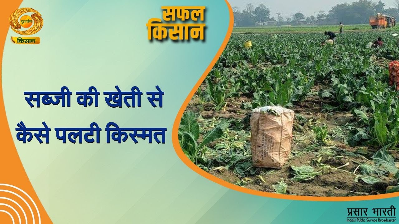 Safal Kisan | सफल किसान | सब्जी की खेती से कैसे पलटी किस्मत | DD Kisan | September 13, 2024