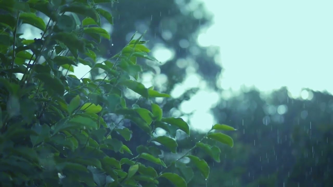 1 Hour Forest Rain Ambience on Leaves 🌿 Heavy Rain Sounds for Sleep, Study, and Deep Relaxation