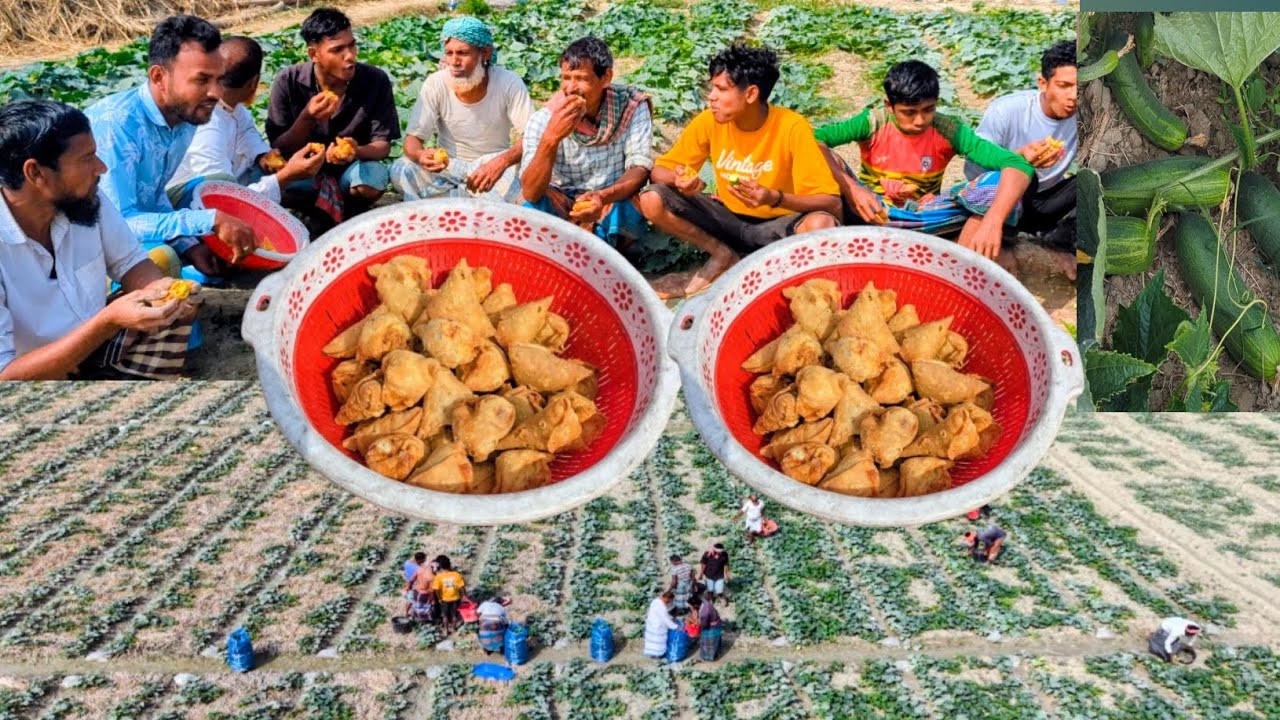 ক্ষেত থেকে ৬০ বস্তা শসা তুললাম,ও কর্মচারী ভাইদের নিয়ে সিঙ্গারা সমুচা দিয়ে নাস্তা।#farmlife 