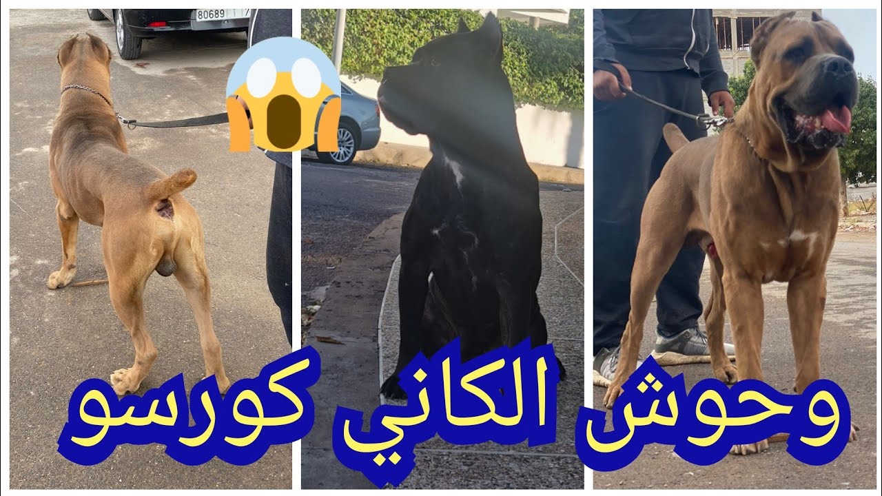 أحسن كاني كورسو بالمغرب 2022 وأضخم سلالات الكلاب بالدار البيضاء #الكاني_كورسو شوفو علاش؟؟
