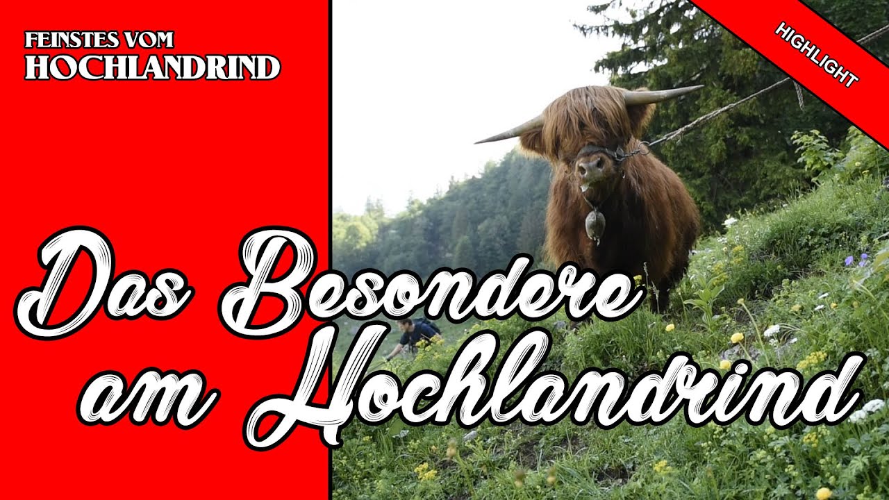 Das Besondere am Hochlandrind mit Christian Lanner | Highlight