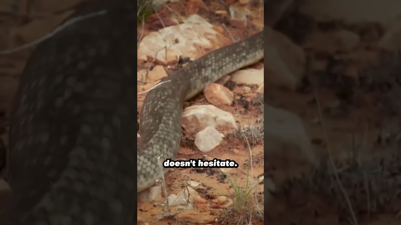 Perentie Lizard vs Mulga Snake 