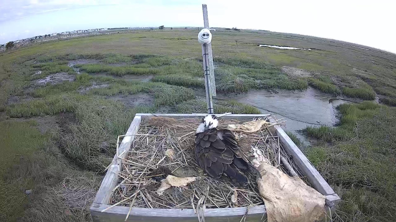 Osprey Nest Live Cam at The Wetlands Institute, Stone Harbor, NJ (South)