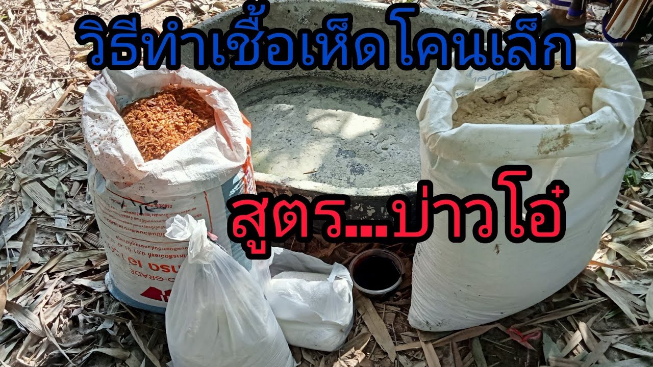 วิธีทำเชื้อเห็ดโคนเล็ก สูตรตะกร้าแตก สูตรนี้ได้ผลดีมาก