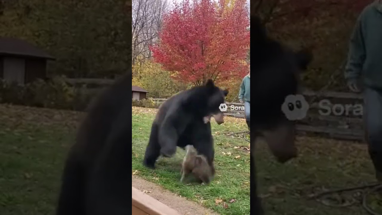 Who Says Cats Aren't Protective? My Cat Saved Me From a Bear Attack in Our Backyard!