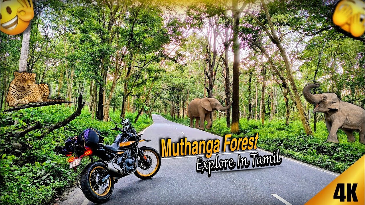 FINALLY Nanga 🐘Elephant Paathutom🤩🥳🤯Muthanga Forest💥#travel #youtubevideo #comedyvideo #elephant