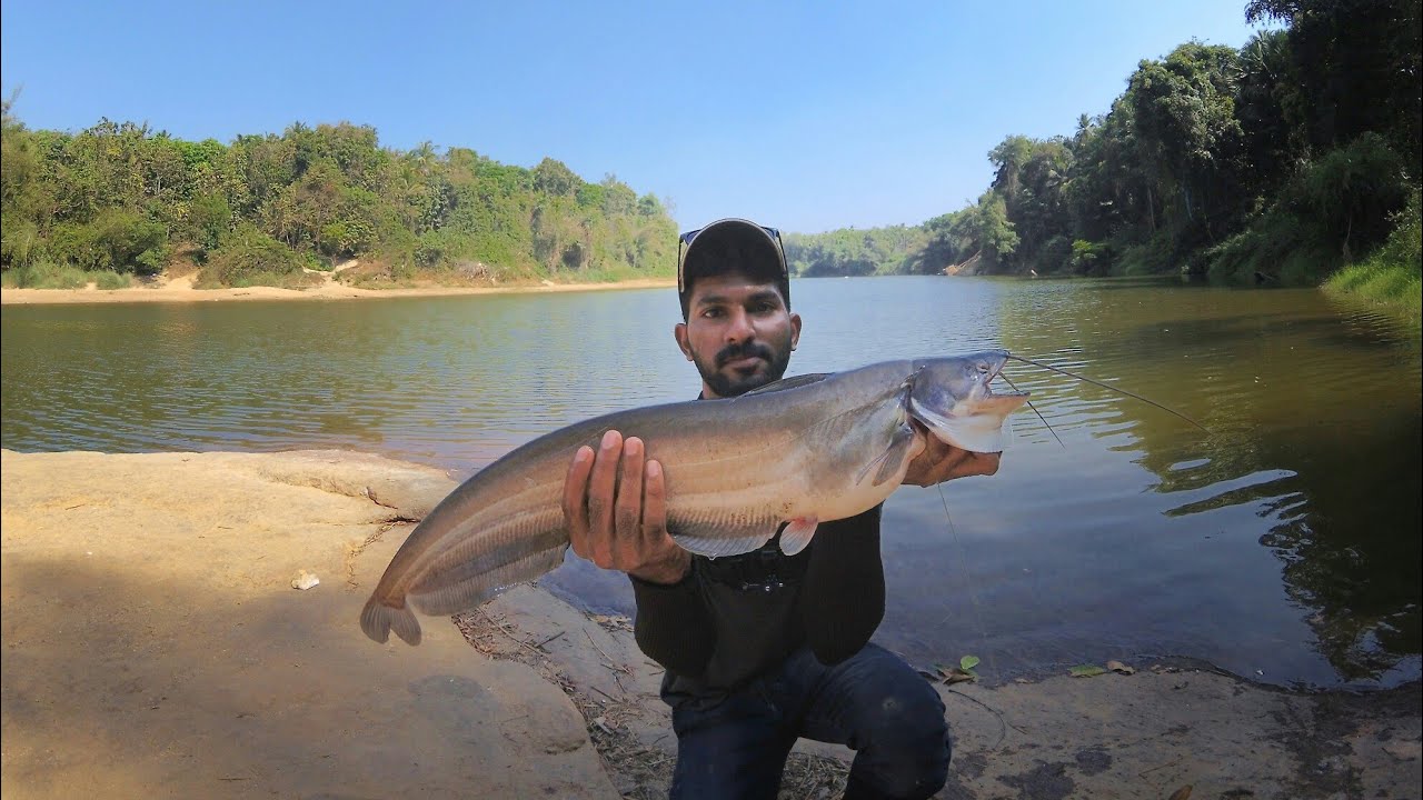 വാള പിടുത്തവും ചൂണ്ടയിൽ അകപ്പെട്ട പരുന്തും  | catching wallago from kerala river | Light Hunter