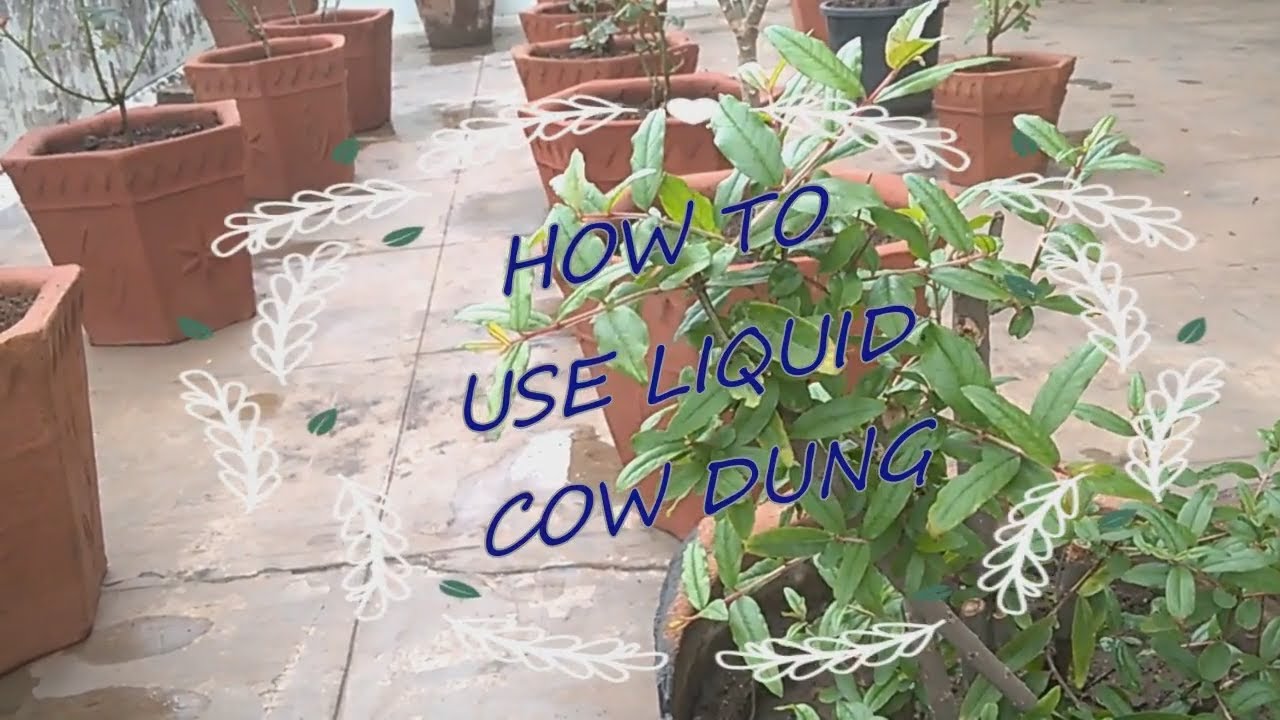 COW DUNG LIQUID HOW MUCH TO USE IT