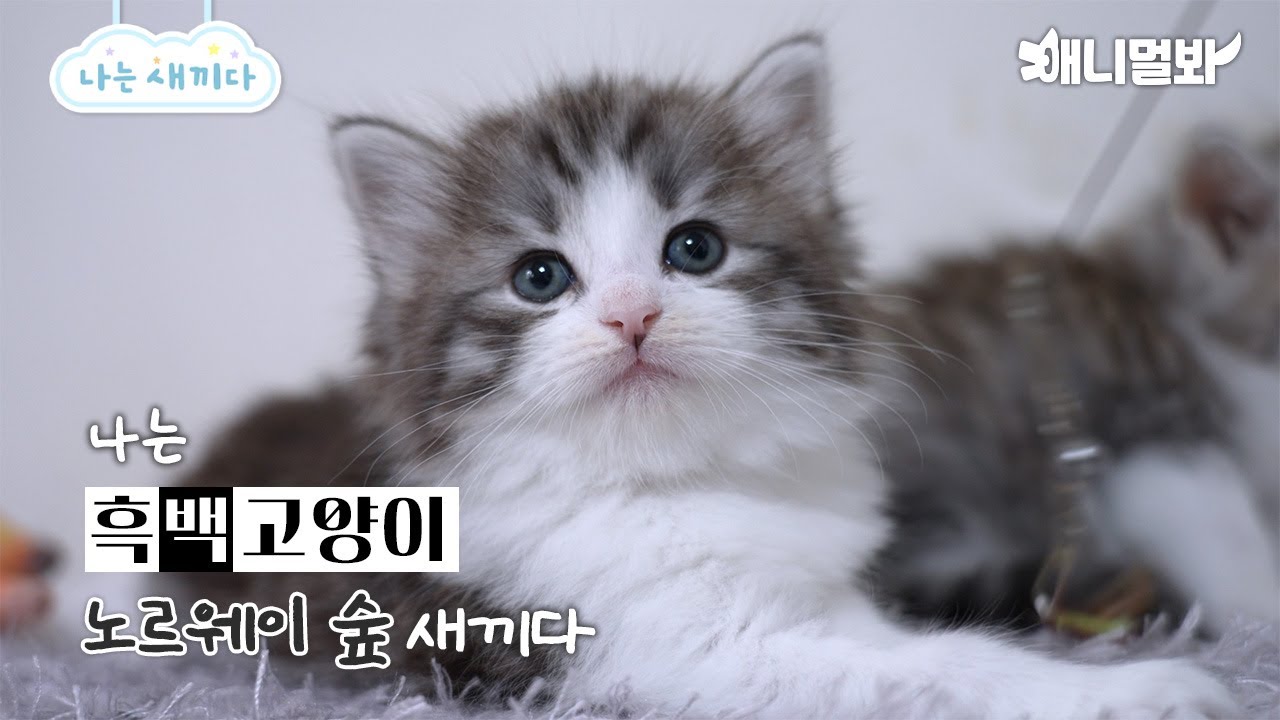 Я норвежский лесной котенок, мне 23 дня [Я малыш 93-го поколения]