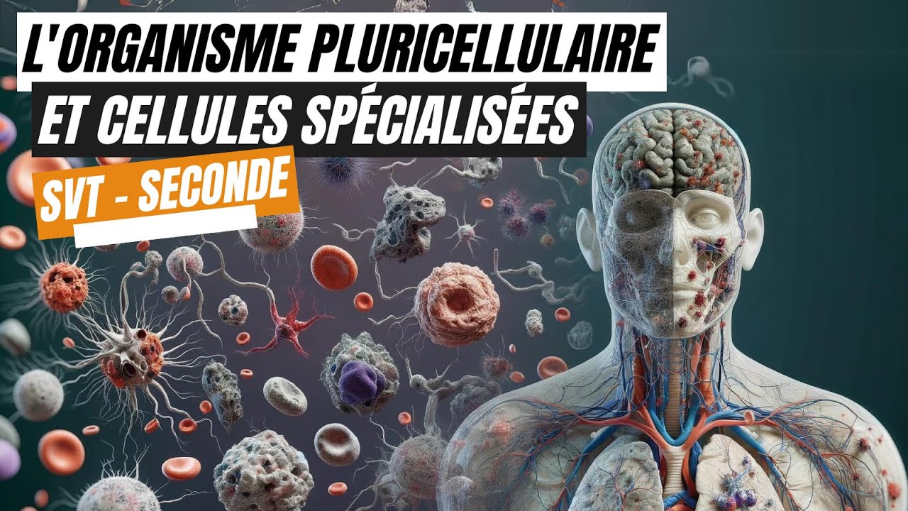 L'organisme pluricellulaire, un ensemble de cellules spécialisées - SVT seconde