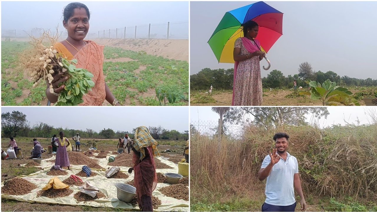 நம்ம ஊரு மல்லாட்டை அறுவடை!🚜 3 Years-க்கு அப்புறம் ஒரு செம அனுபவம்!🥜|gramathu ponnu saranya